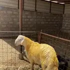 مشروع حري صنف تممم البيع