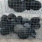 قنفذ قنافذ