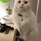 قطة للتبني