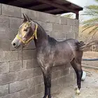 حصان شعبي كفو