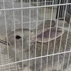 ارنب فالمدينه