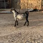 مشاريع فحول مرخ سود