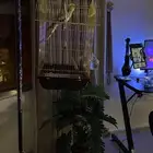 قفص عصفور مع الاستاند حقه