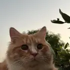 قطط