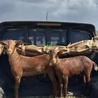 عنقان لل ابيع