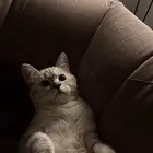 قط ضايع الي يحصله يكلمني تكفون
