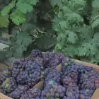 عنب حساوي