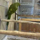 دره انثى منتجه وأبرق