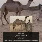 للبيع مهجنه امها اصيل طيبه جدا