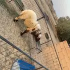 للبيع خروف نعيمي عمره عشرة شهور