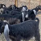 معزا عوراض