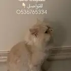 قط منزلي