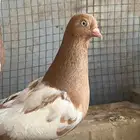 حمام زوج دجي