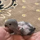 فرخ روز للبيع