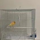 عصفور كناري