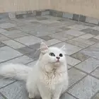 قطه للبيع