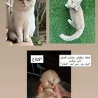 قطط سكوتش