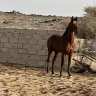 حصان شعبي