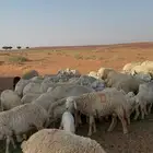 غنم حريات مراح
