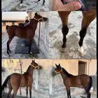 مهر واهو للبيع