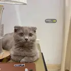 للبيع قطوه