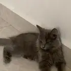 قطه للبيع