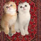 قط للبيع صغيرة سكوتش فولد ستريت شورت هير انثى ذكر كيتن بسه