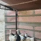 دجاج براهمه