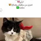 قطه للتزاوج انثى