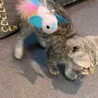 قطو ذكر شيرازي رصاصي لعوب يحب العب مع جميع اغراضه