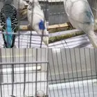 طيور بادجي للبيع