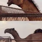 قعود دبياني