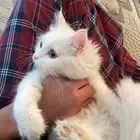 قطوه