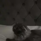 قطط