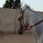 حصان شعبي