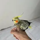 طير كروان للبيع
