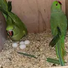 دره هندي جوز