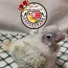 كنيور منت اوبلاين فرخ نفذت الكمية