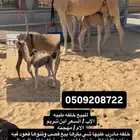 خلفه كفو وهديه وتحالب