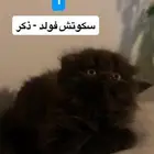 قطط صغيره - كيتن سكوتش فولد للبيع
