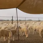 رخال حري 55 راس كفو لمقنى