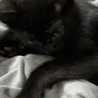 قطه للتبني