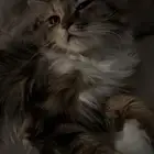 قط للتبي