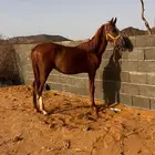 مهر شيخ