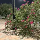 مطلوب شقة عرسان