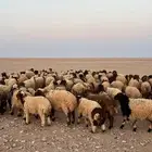 طليان برية فاخرة ومشروطة