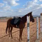 مهر ومهرة شعبي