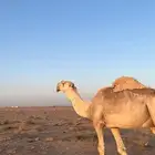 بعير ل البيع