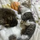 بسس شيرازيه للتبني في جيزان