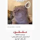 قط مفقود حائل
